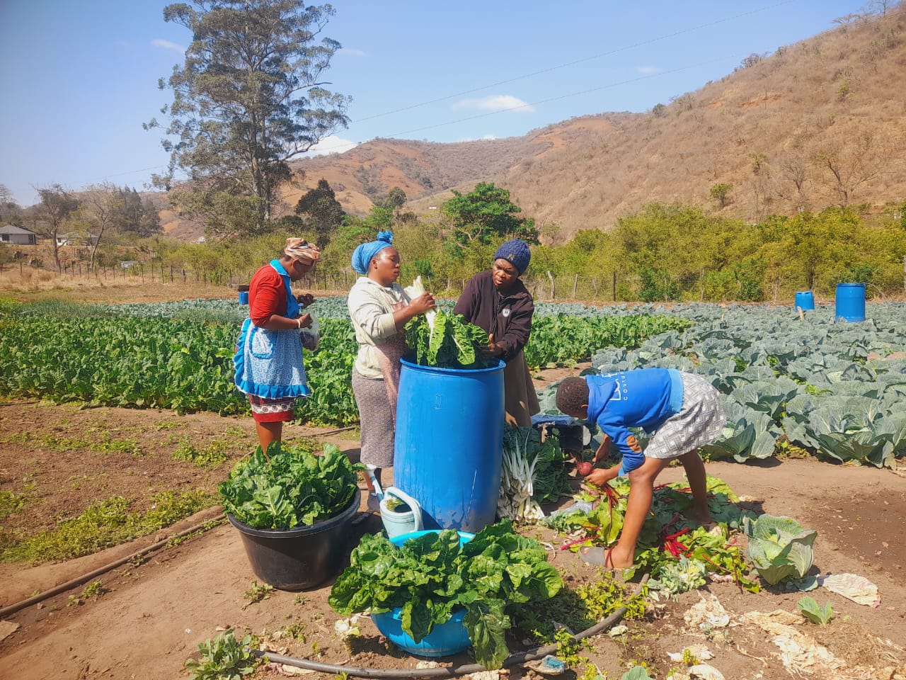 Community Food Garden